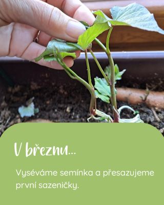Nejvhodnější termín pro výsev a sázení je od 8. – 21. 3. 🌱 Toto období je také velice vhodné pro střih ovocných stromů a...